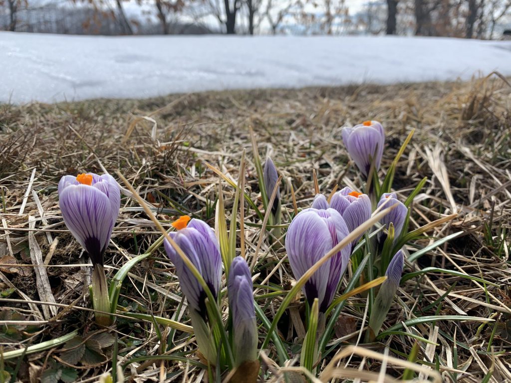 春がきた！